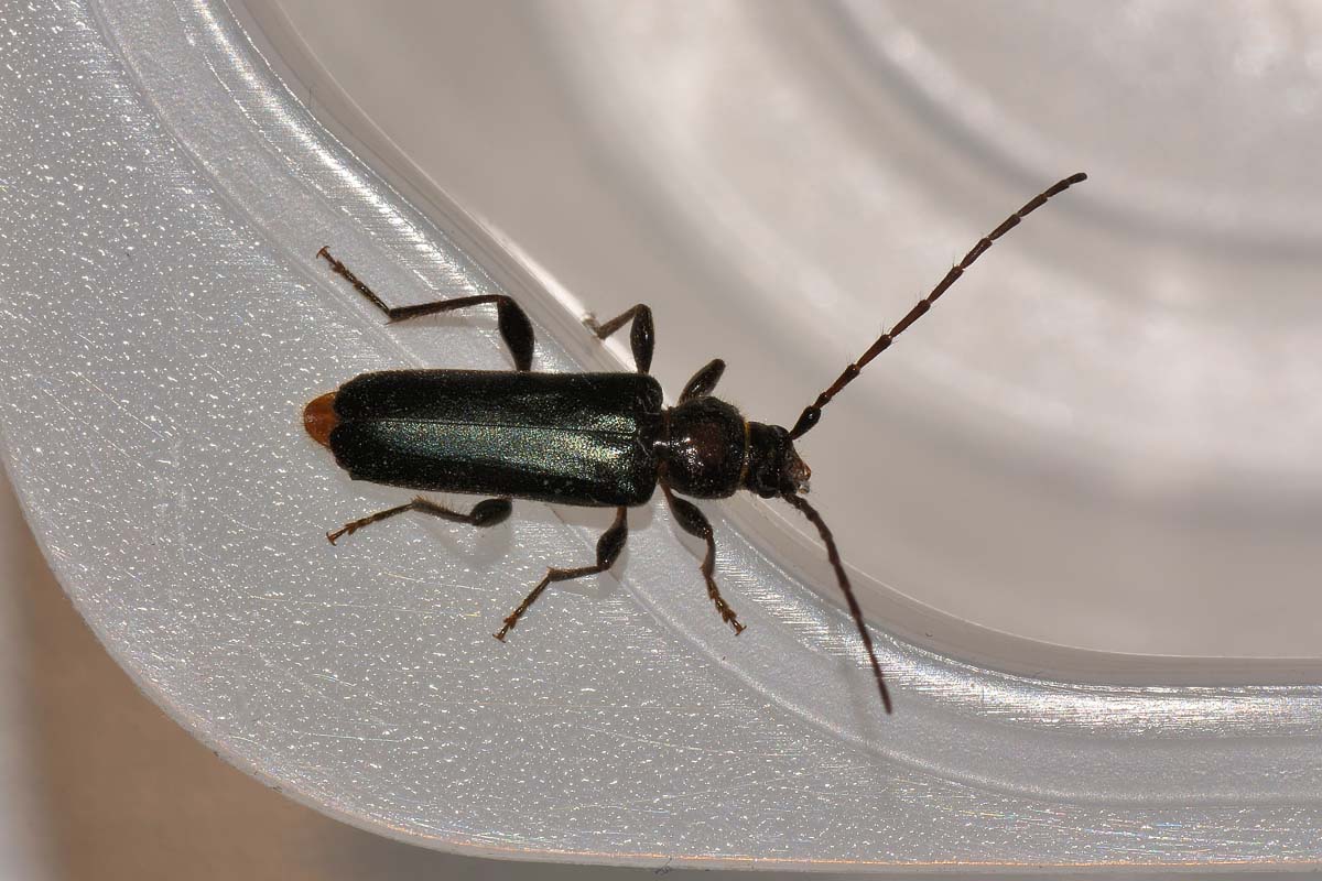 Phymatodes testaceus, Cerambycidae